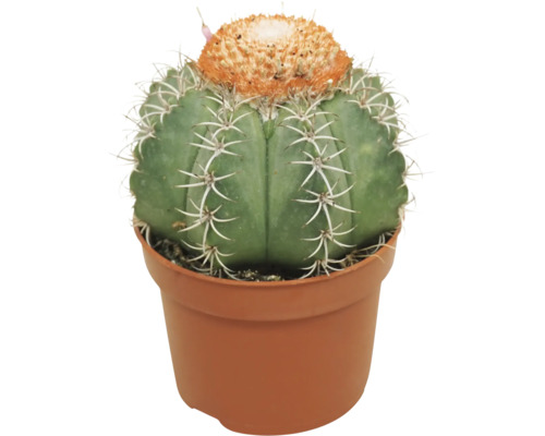 Bolcactussen met doorns en oranje kroon in een kunststof pot.