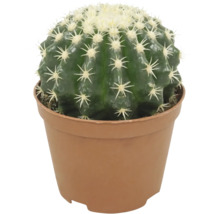 Bolcactus in een kunststof pot voor kamerplanten