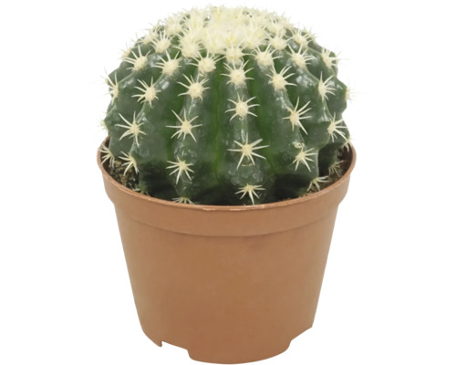 Bolcactus in een kunststof pot voor kamerplanten