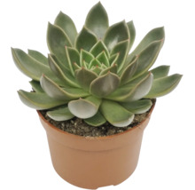 Vetplant in een kunststof pot
