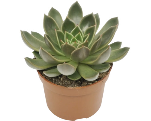 Vetplant in een kunststof pot