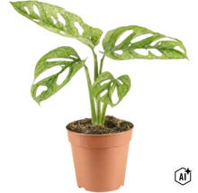 Monstera Adansonii kamerplant met karakteristieke bladeren in een kunststof pot (Image AI modified or generated)