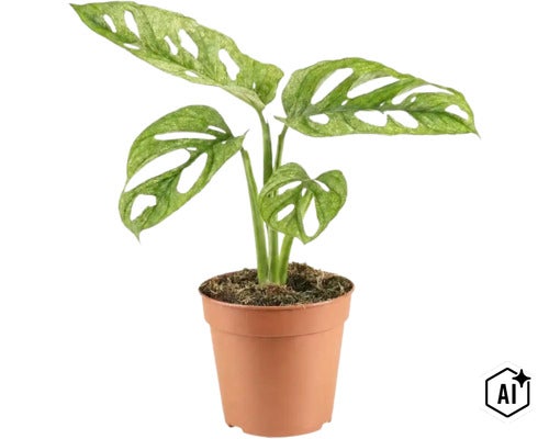 Monstera Adansonii kamerplant met karakteristieke bladeren in een kunststof pot (Image AI modified or generated)
