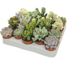 Een tray met diverse vetplanten in kleine potjes, verschillende soorten zoals Echeveria en Crassula in een transporttray.