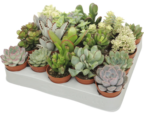 Een tray met diverse vetplanten in kleine potjes, verschillende soorten zoals Echeveria en Crassula in een transporttray.