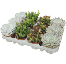 Set van diverse vetplanten in kunststof potten op een plantenplateau