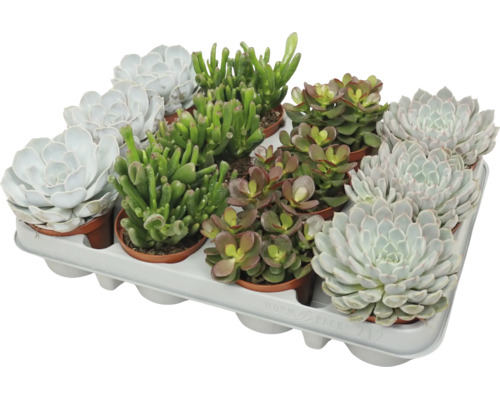 Set van diverse vetplanten in kunststof potten op een plantenplateau