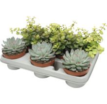 Een tray met drie Echeveria vetplanten en een Portulacaria Afra kamerplant in kleine kunststof potjes voor decoratie.