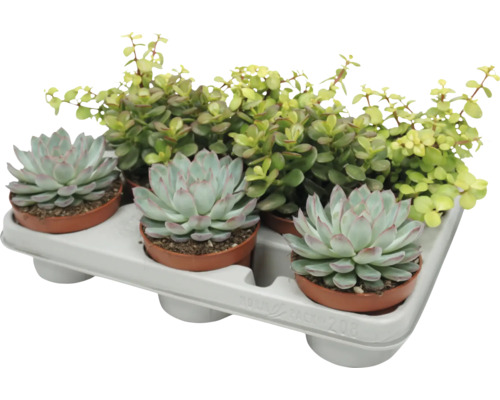 Een tray met drie Echeveria vetplanten en een Portulacaria Afra kamerplant in kleine kunststof potjes voor decoratie.