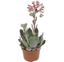Echeveria vetplant in een plantenpot met bloemen