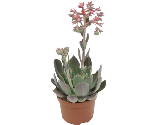 Echeveria vetplant in een plantenpot met bloemen