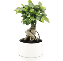 Ficus Ginseng bonsai in een ronde bloempot met dicht blad en opvallende wortelstructuur.
