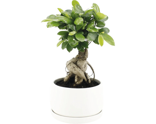 Ficus Ginseng bonsai in een ronde bloempot met dicht blad en opvallende wortelstructuur.