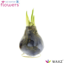Waskaas hyacint WAXZ met groene scheuten op een metalen standaard zonder water nodig