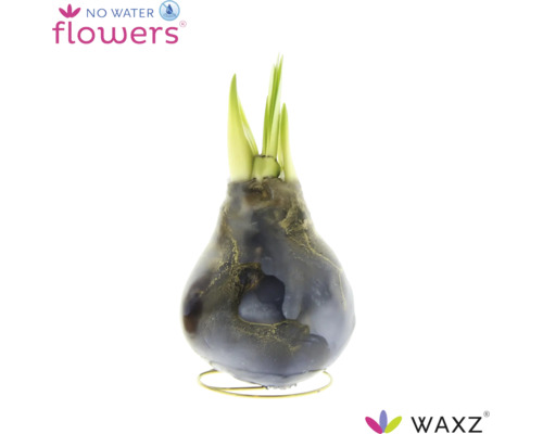 Waskaas hyacint WAXZ met groene scheuten op een metalen standaard zonder water nodig