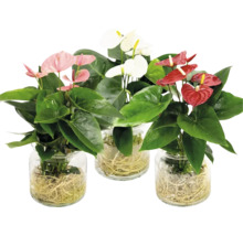 Drie Anthurium planten met verschillende bloemkleuren in transparante glazen vazen met zichtbare wortels.