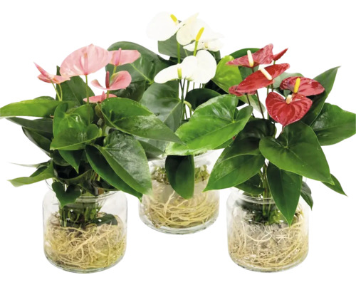 Drie Anthurium planten met verschillende bloemkleuren in transparante glazen vazen met zichtbare wortels.