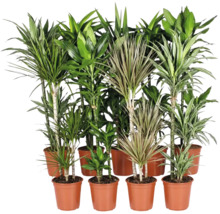 Collectie van verschillende Dracaena kamerplanten in kunststof potten voor decoratie