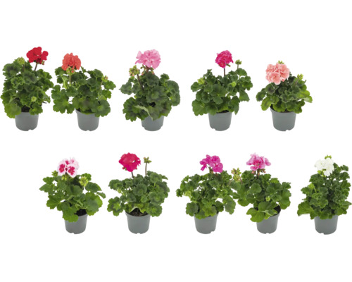 Selectie bloeiende geraniums in verschillende tinten in plantenpotten voor balkons.