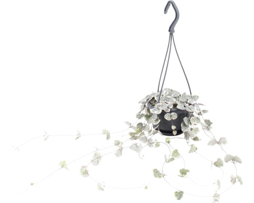 Hangende lantaarnplant in een kunststof pot met ophangsysteem