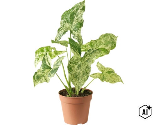 Syngonium kamerplant met bonte pijlvormige bladeren in een kunststof pot (Image AI modified or generated)