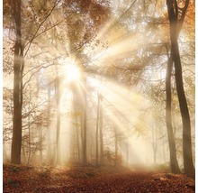 Zonnig bospad in de herfst