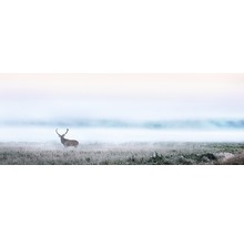 Hert op een weiland in de mist