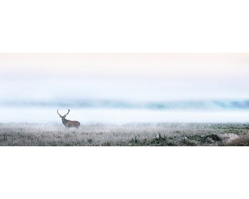 PURE LIVING Schilderij glas Deer In The Fog 30x80 cm