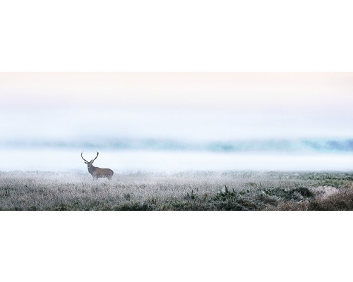 PURE LIVING Schilderij glas Deer In The Fog 50x125 cm