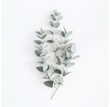 Twee eucalyptus takken