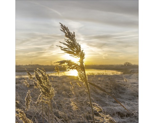 Rietgras in tegenlicht van de ochtendzon