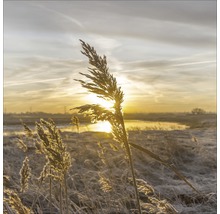 Rietgras in tegenlicht van de zon