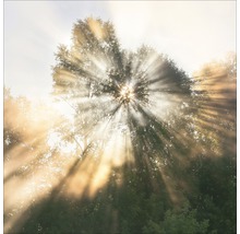 Zonnestralen door boomtoppen in het bos