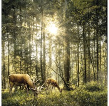 Twee herten grazen in het bos in de zon.