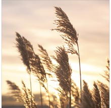 Rietgras in tegenlicht