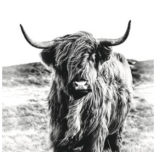 Zwart-wit foto van een Schotse hooglander in een weiland.
