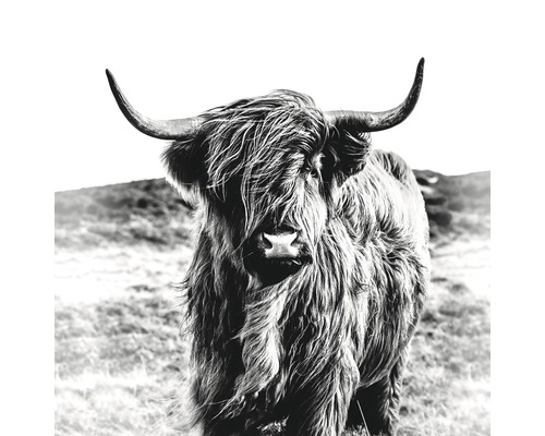 PURE LIVING Schilderij glas Highland Cattle 30x30 cm