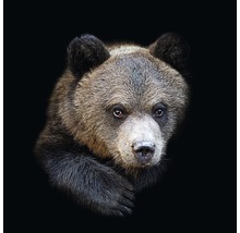 Portret van een bruine beer
