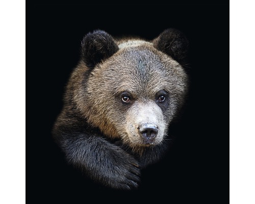 PURE LIVING Schilderij glas Portrait Of A Bear 20x20 cm