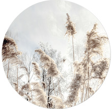 Decoratieve rietplanten voor een boomachtergrond