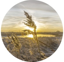 Rietgras in het tegenlicht van de ochtendzon
