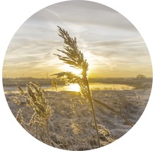 Riet in tegenlicht