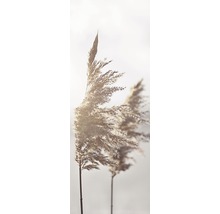 Close-up van rietgras in de wind