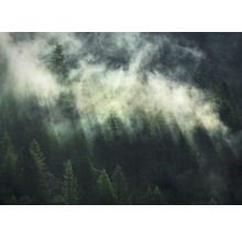 Mist trekt door een bos met veel naaldbomen.
