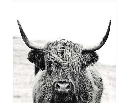 PURE LIVING Schilderij glas Scottish Highland Cattle II 20x20 cm