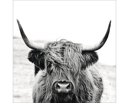 PURE LIVING Schilderij glas Scottish Highland Cattle II 20x20 cm Zwart-witfoto van een Schotse hooglander met horens