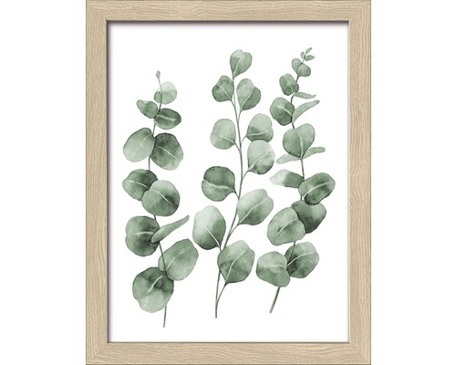 Ingelijste afbeelding met eucalyptusmotief
