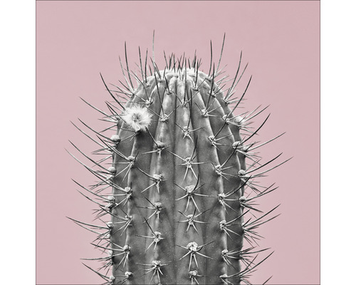 Cactus met stekels en een bloem