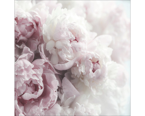 Close-up van pioenrozenbloemen