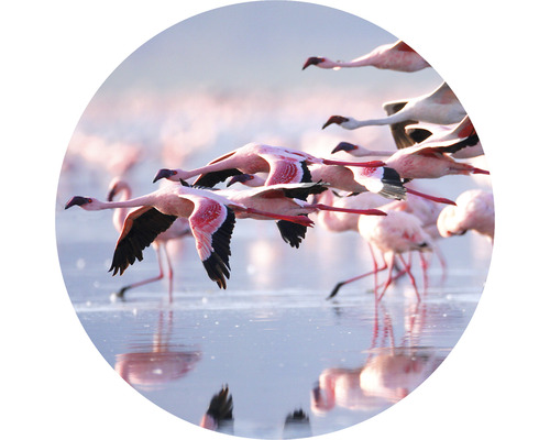 SPECIAL DECORATION Fotobehang vlies Flamingo ø 95 cm
